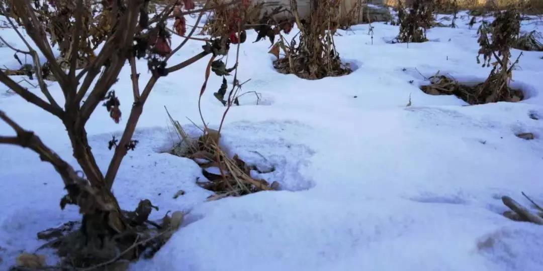 1544670972129066.jpg 1544670972129066.jpg